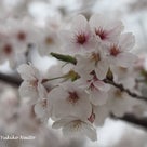 京の桜を愛でてきましたの記事より