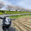 桜の見ごろの画像