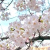 日常生活の解禁と桜の画像