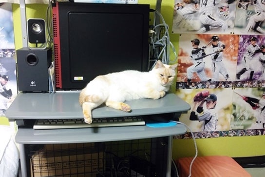 パソコンラックで寛いでる猫