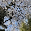 さくらの桜とmy　gardenの画像
