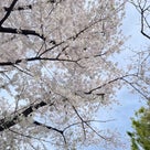 就職祝いは「すしざんまい」桜見るなら池上本門寺の記事より