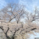 就職祝いは「すしざんまい」桜見るなら池上本門寺の記事より