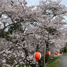 画像 桜、綺麗でした の記事より 2つ目