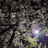 夙川の桜、再び。の画像
