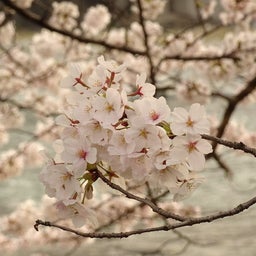 画像 桜満開 の記事より 3つ目