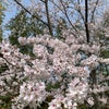 〜✴︎桜効果で春の体調を整える✴︎〜の画像
