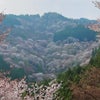 吉野、満開の千本桜の画像