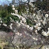 梅と桜の画像