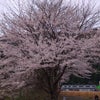 桜の花見（天竜峡）の画像