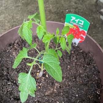 【家庭菜園】ミニトマト アイコの苗