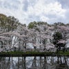 日本一の桜回廊の画像