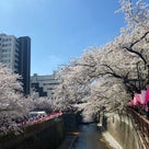 桜満開　やっぱりお花見は日本の風物詩の記事より