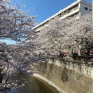 桜満開　やっぱりお花見は日本の風物詩の記事より