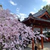 源九郎稲荷神社のサクラの画像