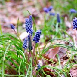 画像 花ざかりの里山。 の記事より 4つ目