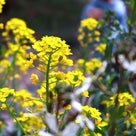 花ざかりの里山。の記事より