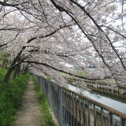 画像 自宅の横の「玉川の里」の桜を堪能してきました。 の記事より 12つ目