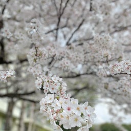 画像 桜の季節 の記事より 1つ目