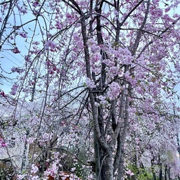 画像 桜の季節 の記事より 2つ目