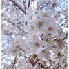 2024*.˚❀ Cherry Blossoms*.˚❀お花見してきました♪の画像