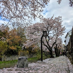 八幡堀の桜とラコリーナの画像