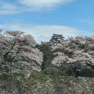 彦根城の桜の画像