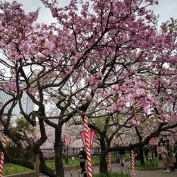 画像 2024年造幣局桜の通り抜けに行ってきました‼️ の記事より 15つ目