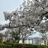 桜が　おわり‥の画像