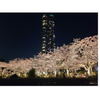 六本木の桜のライトアップの画像