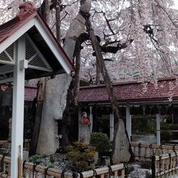 画像 仙台気象台は桜の満開を発表しましたが の記事より 4つ目
