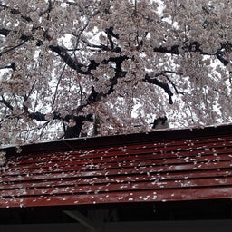 画像 仙台気象台は桜の満開を発表しましたが の記事より 3つ目
