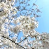 桜並木とDIXANSのきび糖トーストの画像