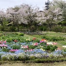 富士山と桜と花まみれ！の記事より