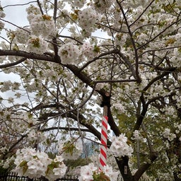 画像 2024年造幣局桜の通り抜けに行ってきました‼️ の記事より 27つ目
