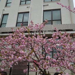 画像 2024年　造幣局桜の通り抜けに行ってきました‼️その2 の記事より 12つ目