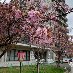 画像 2024年造幣局桜の通り抜けに行ってきました‼️ の記事より 36つ目