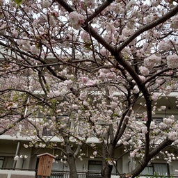 画像 2024年造幣局桜の通り抜けに行ってきました‼️ の記事より 31つ目