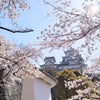 姫路城の桜です(^^)の画像