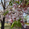 そよぐ桜の画像