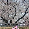 今年の桜は、、、の画像