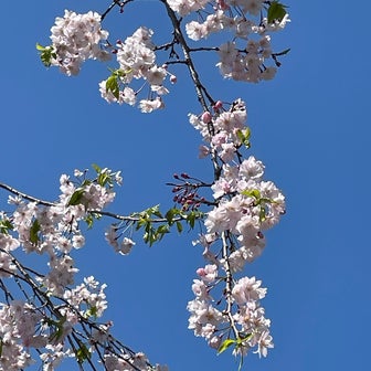 お花見☆桜満開
