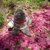 武蔵野のお花見の画像