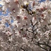 いつの間にか桜が満開！