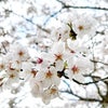 【春のご入会キャンペーン】4・5月入会がお得！の画像