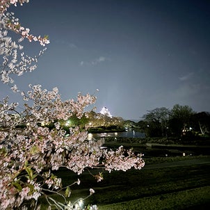 【夜桜ランニング】2024年4月9日の画像