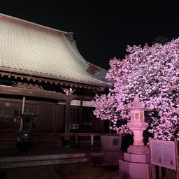 画像 金沢八景：龍華寺の牡丹のライトアップを見に行こう♪ の記事より 8つ目