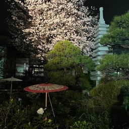 画像 金沢八景：龍華寺の牡丹のライトアップを見に行こう♪ の記事より 6つ目