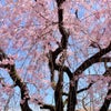 日曜日のお花見① 〜ご近所の桜マップを作ろう！〜の画像