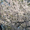 桜の入学式の画像